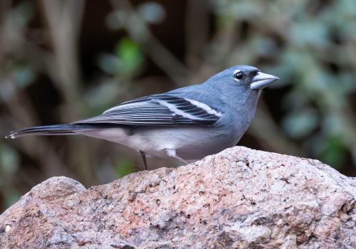 Gran Canaria blue chaffinch (Fringilla polatzeki) on a rock duri