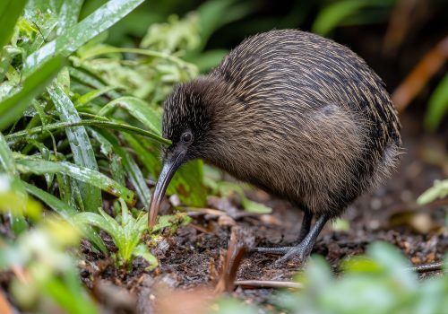 Calendar_New Zealand