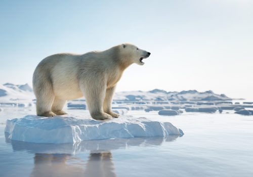 Polar bear on ice floe. Melting iceberg and global warming. Climate change