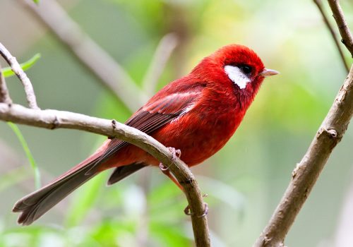 Rode Zanger, Red Warbler