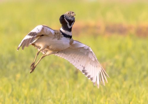 Display of Little Bustard (Tetrax tetrax) in grassland. This large bird breeds in Southern Europe and in Western and Central Asia. Numbers are declining rapidly because intensifying agriculture. Wildlife Scene of Nature in Europe.