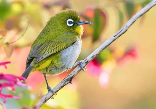 Sri Lanka white-eye Bird perched in a branch against the natural