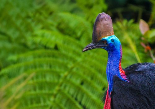 Cassowary
