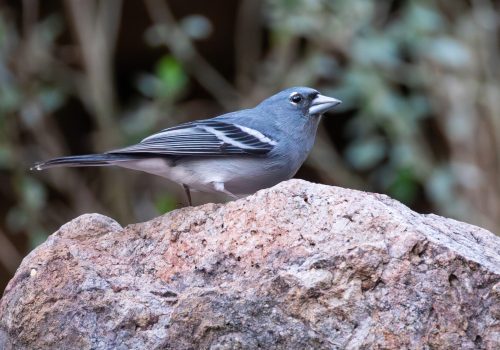 Gran Canaria blue chaffinch (Fringilla polatzeki) on a rock duri