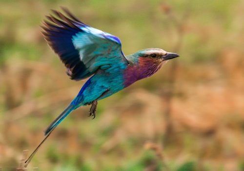 Lilac Breasted Roller Bird Maasai Mara National Game Reserve Park Great Rift Valley Narok Kenya East Africa Landscapes Savannah Grassland Wilderness