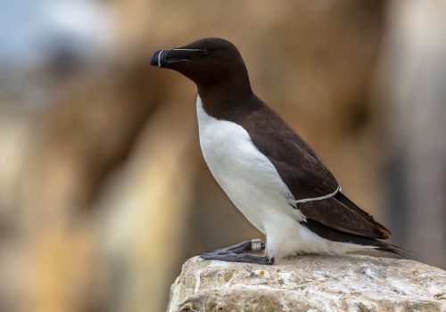 Razorbill (Alca torda) perched on rock in breeding colony on Farne Islands, United Kingdom