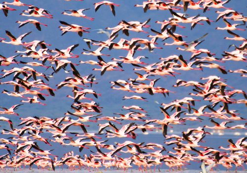 a-large-flock-of-flamingos-flying-over-a-calm-lake-2024-06-20-20-03-11-utc