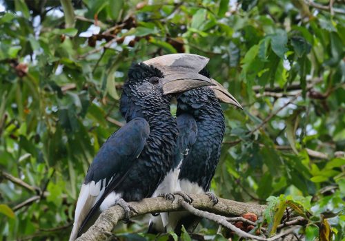 closeup-of-black-and-white-casqued-hornbills-perch-2023-11-27-04-49-58-utc