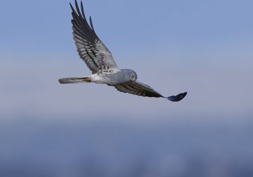 Montagus harrier in flight with blue skies in the background
