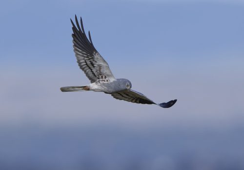 Montagus harrier in flight with blue skies in the background