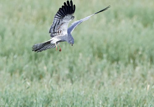 Montagus harrier hunting with vegetation in the background