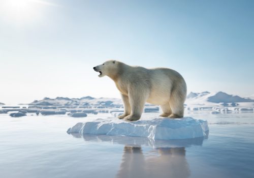 Polar bear on ice floe. Melting iceberg and global warming. Climate change