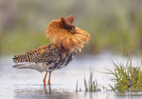 Ruff (Calidris pugnax) is a medium-sized wading bird that breeds in marshes and wet meadows across northern Eurasia. This highly gregarious sandpiper is migratory. Birds fighting and dispaying on lek. Wildlife scene of nature in Europe.