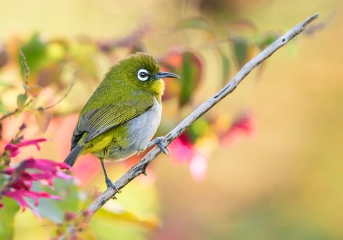 sri-lanka-white-eye-bird-perched-in-a-branch-again-2023-11-27-05-01-16-utc